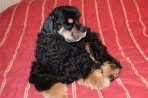 Chien