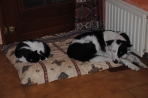 Chien