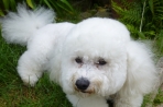Chien