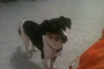 Chien