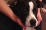 Chien
