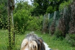 Chien