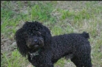 Chien
