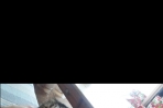 Chien