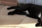 Chien