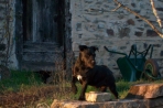 Chien