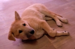 Chien