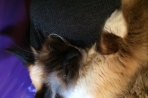 Chien