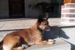 Chien