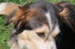 Chien
