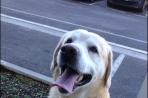 Chien