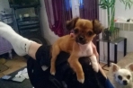 Chien