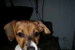 Chien