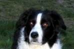 Chien