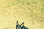 Chien