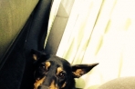 Chien