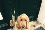 Chien