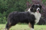Chien