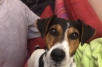 Chien