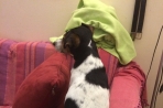 Chien