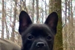Chien