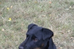 Chien