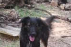 Chien