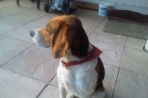 Chien