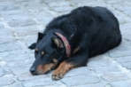 Chien