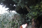 Chien