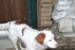 Chien