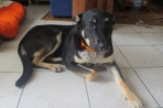 Chien