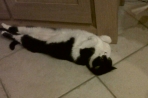 Chien