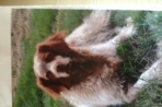 Chien