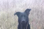 Chien