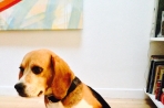 Chien