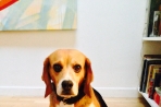 Chien