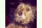 Chien