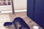 Chien