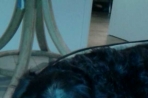 Chien
