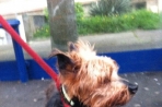 Chien