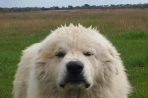 Chien