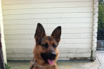 Chien