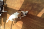 Chien