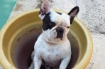 Chien