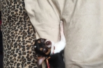 Chien