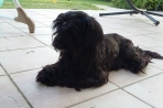 Chien