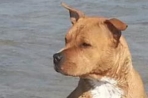 Chien