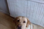 Chien