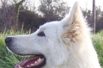 Chien